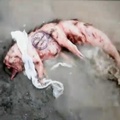 Редакция журнала Wired опубликовала загадочный ролик о мертвом существе, снятый режиссером 