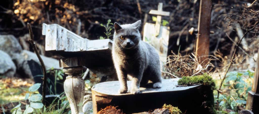 Почему «Кладбище домашних животных» — самая страшная экранизация прозы Стивена Кинга?